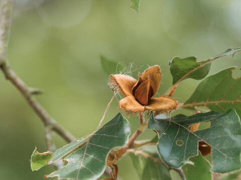 Die Nahaufnahme zeigt einen kleinen Zweig einer Rotbuche (Fagus sylvatica) mit Bucheckern in einem ge&ouml;ffneten Fruchtbecher.