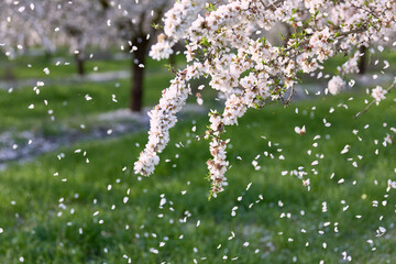 Fruit tree blossoms on a branch with flower petals falling through the air in a spring orchard. Soft green background with blooming trees and floating petals. © Ekaterina