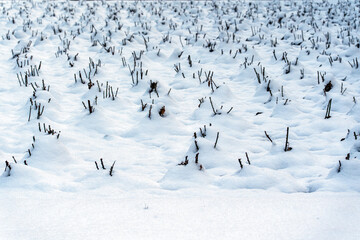 Fototapeta premium Spring garden preparation: pruned rose bushes covered with melting snow in a public park.