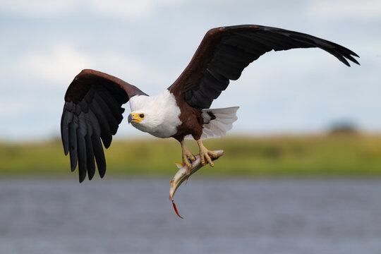 African fish eagle with a freshly caught tigerfish in its talons
