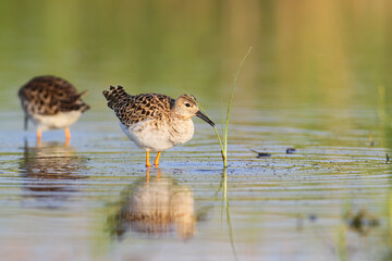Fototapeta premium Adult Ruff (Calidris pugnax) foraging in the soft, warm morning light on a muddy shore.