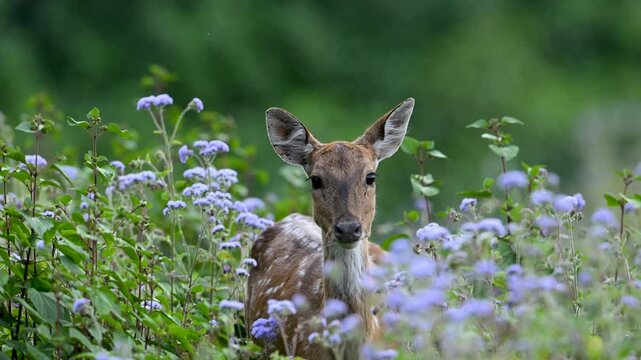 Spotted deer walking through purple flowers at Corbett Tiger Reserve, India 
