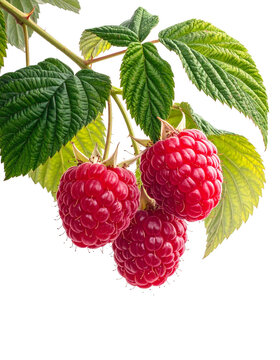 Himbeeren, freigestellt