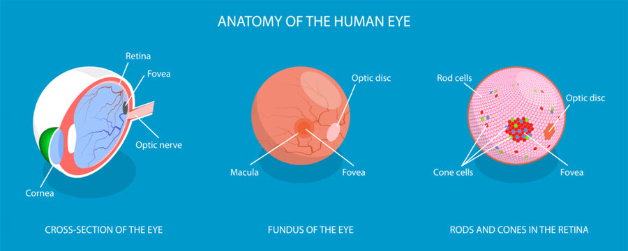 3D Isometric Flat Vector Illustration of Eye Anatomy, Retina Structure