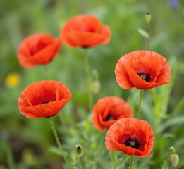 Obraz premium Red poppies (common poppy, corn poppy, corn rose, field poppy, Flanders poppy, red weed, coquelicot).