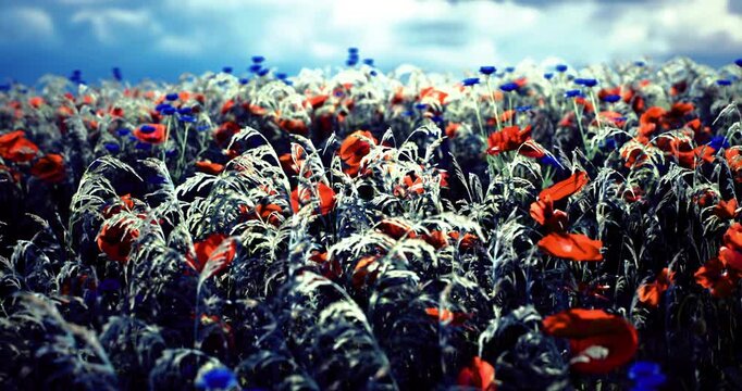 Bright red poppies and deep blue cornflowers fill a wildflower field, swaying gently in the breeze under a moody sky. The scene captures natures beauty and vibrant colors at dusk.