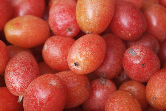 Many ripe silverberry as background, elaeagnus umbellatared