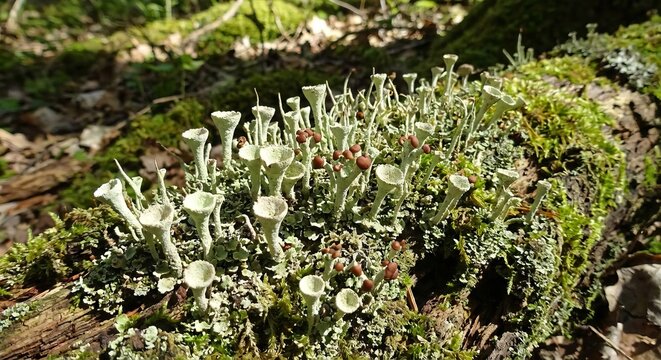 Cladonia Cladonia spp A lichen found in forests around the world
