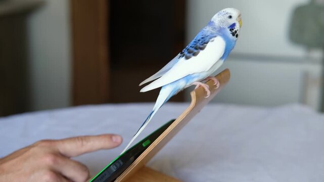 Budgerigar playing with handsome man. Cute Budgie. Funny blue purple parakeet sitting on smartphone. Domestic Animals and gadgets. Pet and phone. Friendship, relationship with Pets. Humor. Technology