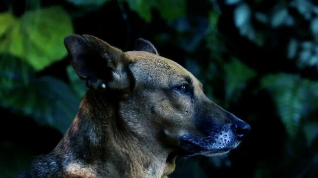 Close up profile of brown mixed breed dog in a dark garden at night alert pet portrait cinematic