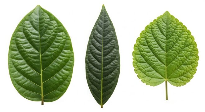 Three distinct green leaves isolated on a white background, showcasing varying shapes, sizes, and textures for botanical study or design purposes