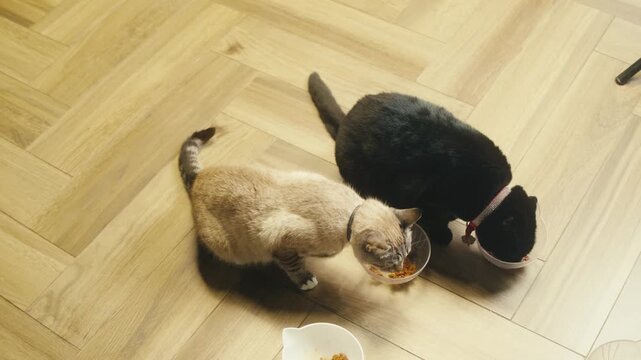 Cat shelter, home for pets, Adoption center, rescue for the animals, woman is distributing food to a group of cats in a shelter