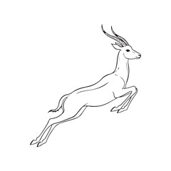 A drawing of an antelope with large horns © SI