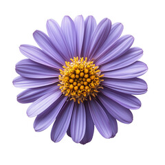 Fototapeta premium Daisy flower bloom with yellow center isolated garden plant transparent or white background