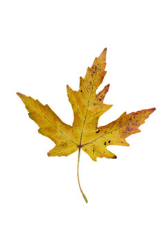 Herbstblatt, Blatt  isoliert auf transparenten Hintergrund, Freisteller