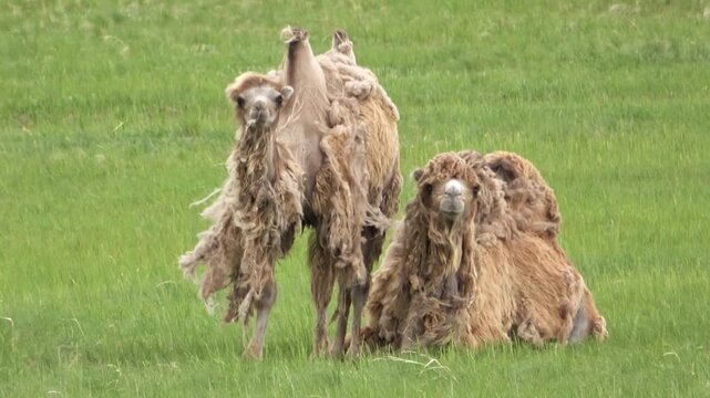 A herd of camels resting in the steppe