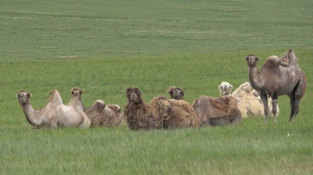 A herd of camels resting in the steppe
