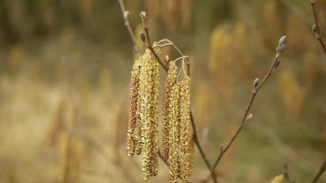 Yellow catkins alder european Alnus glutinosa black common long hanging smooth flowering tree thicket forming large shrub yellow catkins reproduction pistillate staminate on the branches blooming with