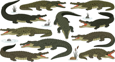 Crocodile and alligator vector character sheet collection featuring various predatory poses with open jaws and swimming actions isolated on white background for wildlife and safari design. © MdGohurul