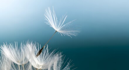 Macro shot of single dandelion seed floating against soft blue gradient background representing hope fragile beauty and ethereal nature of
