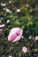 Primo piano di margherite e petalo di magnolia caduto in un verde prato di primavera © chiara75