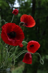Obraz premium red poppy flower