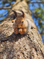Fototapeta premium Squirrel perches on rugged tree bark