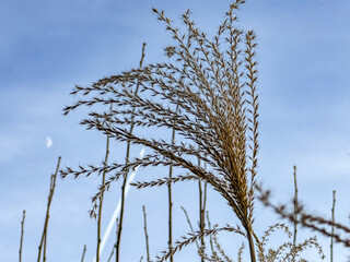 Fototapeta premium Miscanthus ornamental grass plumes catching sunlight against a clear blue sky with a crescent moon