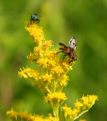 Obraz premium Fluginsekt auf Goldrute