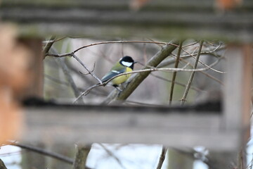 great tit (Parus major) is a common and widespread passerine bird found across Europe and parts of Asia. It is larger than other tits and easily recognized by its black head, white cheeks, yellow bell © Michaela Holubová