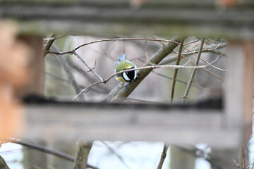great tit (Parus major) is a common and widespread passerine bird found across Europe and parts of Asia. It is larger than other tits and easily recognized by its black head, white cheeks, yellow bell © Michaela Holubová