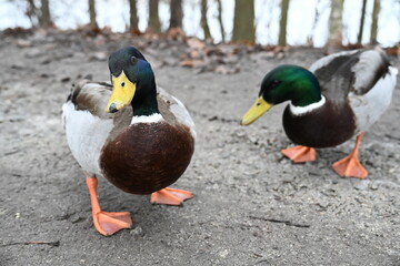 Obraz premium mallard ducks by the pond Anas platyrhynchos