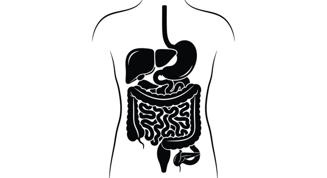 A simplified black and white illustration depicts the human digestive system showing the stomach intestines liver and other organs