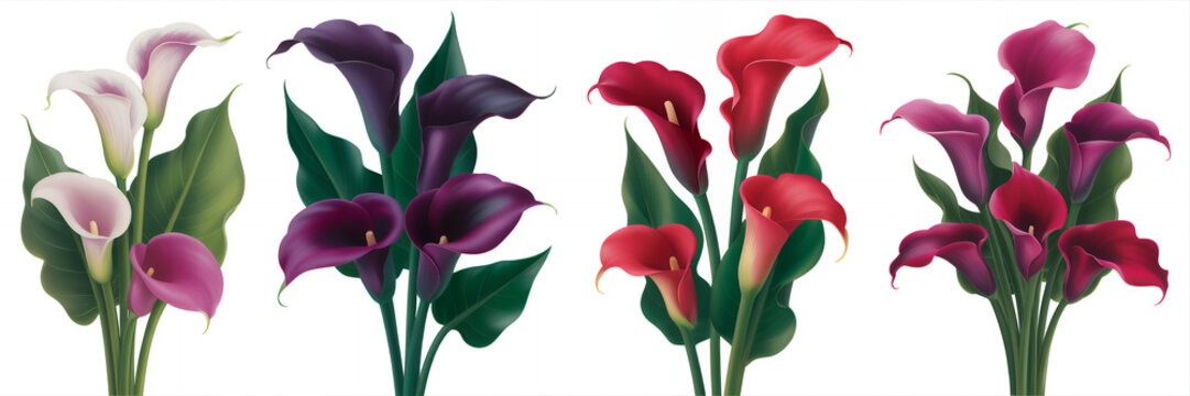 Colorful calla lilies in different shades and arrangements flowers