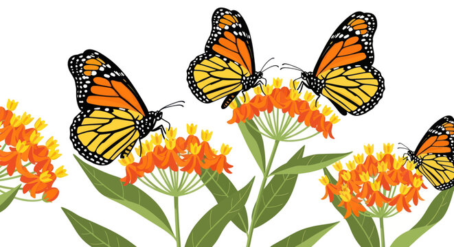 Monarch butterflies feeding on vibrant orange milkweed flowers in nature