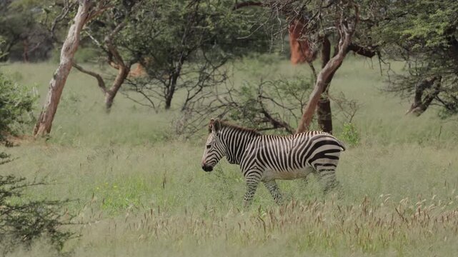 A zebra walks gracefully along a shaded road beneath overhanging trees in a South African national park, moving towards the camera, capturing natural beauty, light, shadow, and serene savannah life.