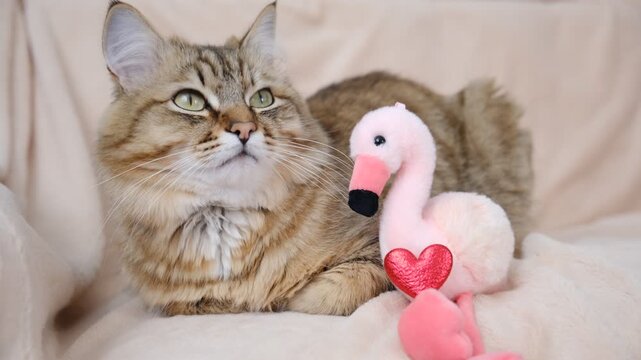 Cute tabby cat with stuffed toy flamingo. Relaxing kitten on the couch, cozy home. Funny curious pet, humor. Atmospheric mood. Contented cat