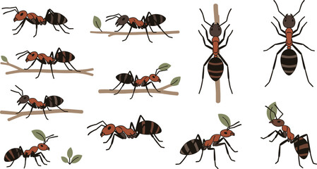 Fototapeta premium Cute red and black ant vector character sheet collection featuring various insects crawling on branches and carrying leaves isolated on white background for nature and garden design.