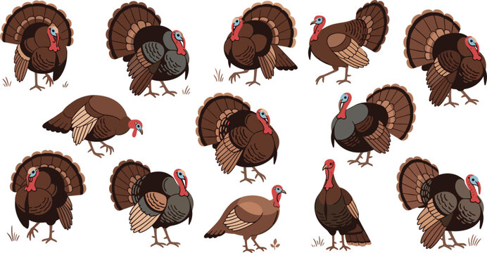 Turkey bird vector character sheet collection featuring various farm animal poses including fan tail display and walking isolated on white background for Thanksgiving and autumn harvest design.