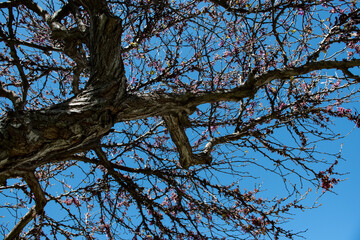 &Aacute;rbol del amor, cercis siliquastrom conocido tambi&eacute;n como duraznillo o redbud