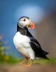 Naklejka premium A vibrant Atlantic bird with distinctive beak stands on a coastal cliff. Clear blue skies form a beautiful background