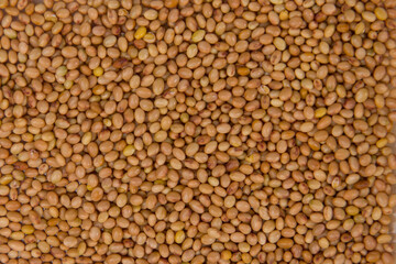 Fototapeta premium Clover seeds as a background. Top view.
