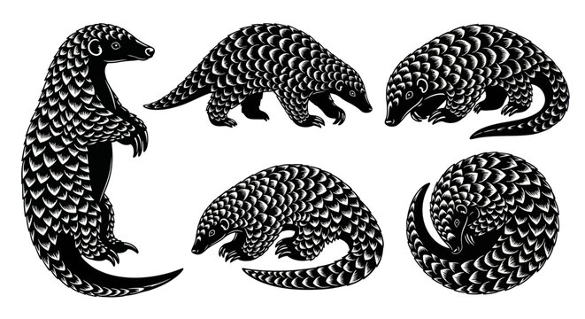 Pangolin Collection: Standing, Walking, Curled, and Rolling Wildlife Art
