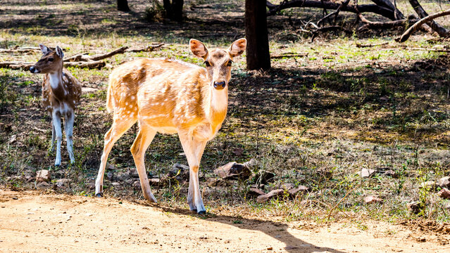 Sariska National Park is a tiger reserve in Alwar district, Rajasthan, India.