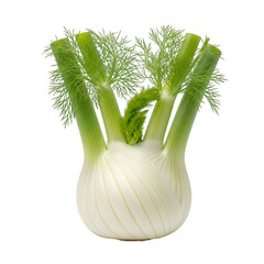 Fresh green fennel bulb with its feathery fronds standing upright