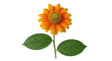 Fototapeta premium Simple orange flower with two green leaves on wit transparent background