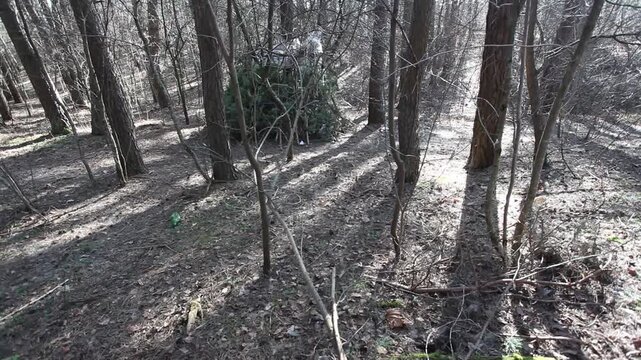 Pine branches flutter in the wind in the forest