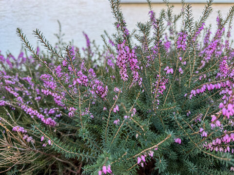 Erica carnea, a vibrant evergreen shrub, displaying its purple bell-shaped flowers