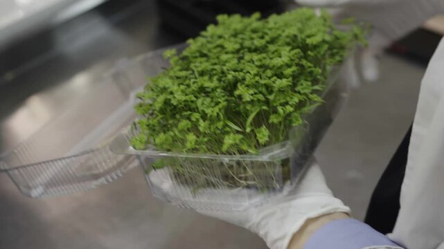An agricultural worker wearing sterile gloves carefully seals a clear plastic container filled with fresh, vibrant microgreens in a laboratory setting.