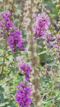 Lythrum.  Flowers purple-leaved willow herb. An elongated wildflower that blooms in summer. Slow motion.